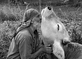 Kissing a cow