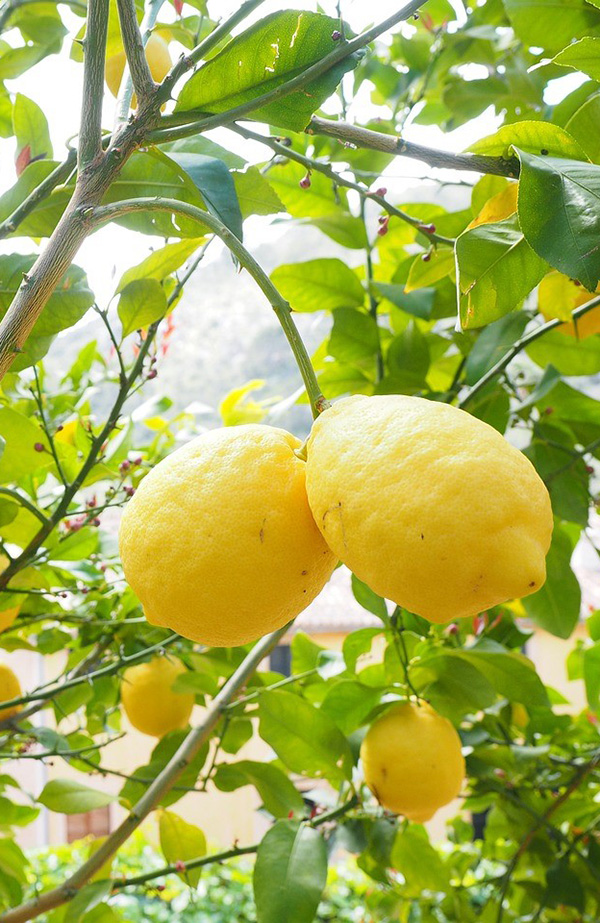 lemons