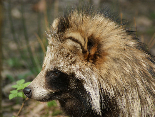 Tanuki